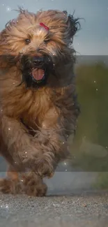 Fluffy dog joyfully running along a rural path with greenery.