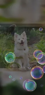 White dog in garden with colorful bubbles on phone wallpaper.