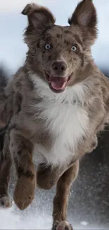 Brown and white dog joyfully leaping through snowy landscape.