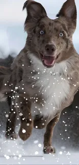 A joyful brown dog running through snowy terrain.