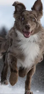 Playful dog joyfully running through snow with a snowy background.