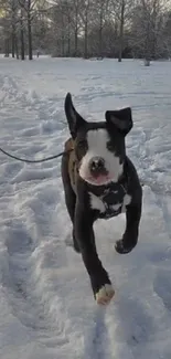 A dog joyfully running through a snowy winter park.