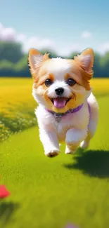 Cute dog running in a vibrant green spring field.