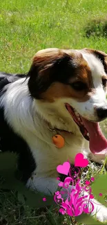 Cute dog relaxing in green grass with pink heart graphics.