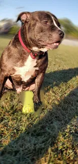 Dog sitting on grass with a ball.