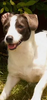 Playful black and white dog in a sunny green garden.