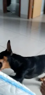 Black dog indoors, playing on floor, lively pet scene.