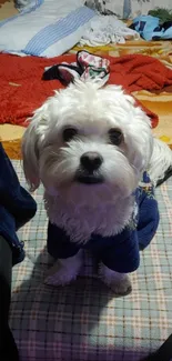 Cute white dog on bed in blue-themed cozy setting.