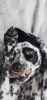 Adorable black and white dog on gray blanket, looking playful.