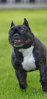 Black dog joyfully running on green grass field.