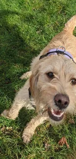 Playful light-furred dog on green grass.