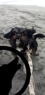 A playful dog frolicking on a sandy beach.