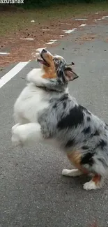 Playful Australian Shepherd on a quiet street.