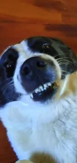 Playful dog on a warm wooden floor smiling at the camera.