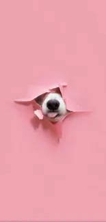 Cute dog peeking through pink paper.