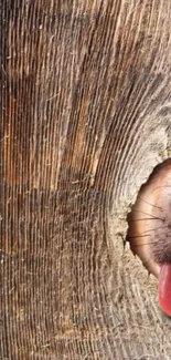 A playful dog's nose and tongue peeking through a wooden fence.