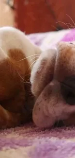 Cute dog resting on a purple blanket