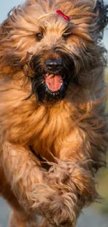 Fluffy dog joyfully running on a scenic path with a vibrant natural background.