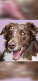 Playful brown dog with floral forehead on purple background.