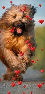 Fluffy brown dog running with floating red hearts.