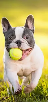 French Bulldog running on grass with a tennis ball in its mouth.