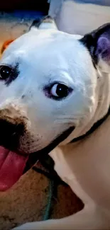 Playful black and white dog with tongue out on beige carpet.