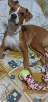 Brown dog with toy rope and ball on bedspread.