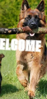 Two German Shepherds playing in a lush green field with 'WELCOME' text.