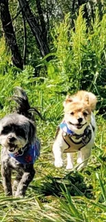 Two dogs playing joyfully in a green meadow.