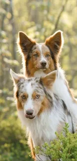 Two playful dogs in a serene natural setting, perfect for wallpaper.