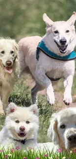 Three playful dogs running on a scenic grassy path.