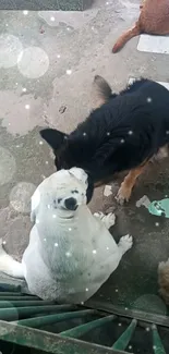 Two dogs sitting on concrete with light effects.