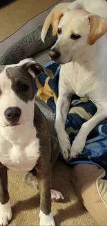 Two playful dogs relax on a cozy pet bed at home.