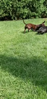 Two dogs playing joyfully on bright green grass.