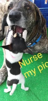 Two dogs playing on a green lawn with crates in the background.