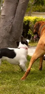 Two playful dogs in a grassy field under a tree.