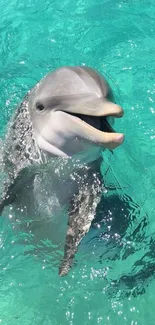 A friendly dolphin swimming in turquoise waters, capturing ocean beauty.