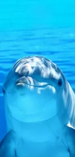 A playful dolphin swimming underwater in a clear blue ocean backdrop.