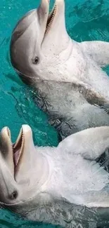 Two playful dolphins in vibrant turquoise waters.