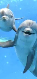 Two joyful dolphins swimming in a bright blue ocean.