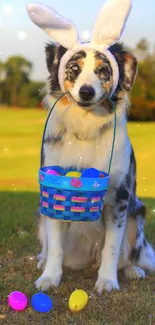 Cute dog with bunny ears and Easter basket on green grass.