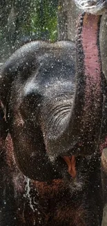 Elephant playfully splashing water with trunk.