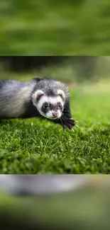 Cute ferret playing on vibrant green grass.