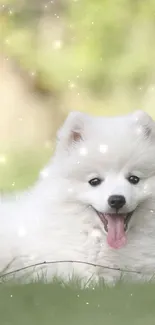 Fluffy white dog with a green background.