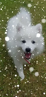 Cute fluffy white puppy on grass background.