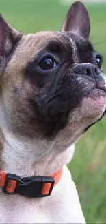 French Bulldog with orange collar on green grass.