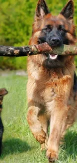 German Shepherd and puppy playing with a stick in a green field.