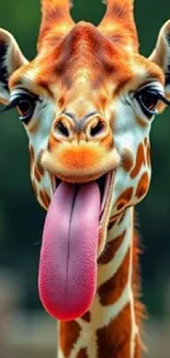 A giraffe playfully sticking its tongue out in a green jungle setting.