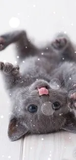 Playful grey kitten lying on its back on light wooden floor.