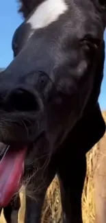 Close-up of a playful horse with tongue out in nature.